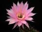 Preview: Flower of mother plant