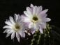 Preview: Flower of mother plant