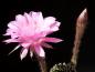 Preview: Blüte der Mutterpflanze