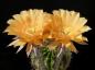Preview: Blüte der Vaterpflanze