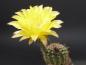 Preview: Flower of mother plant