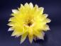 Preview: Flower of mother plant