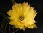 Preview: Flower of mother plant