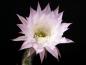 Preview: Flower of mother plant