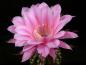 Preview: Flower of mother plant
