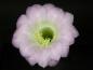 Preview: Flower of mother plant