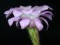Preview: Flower of mother plant
