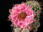 Preview: Flower of mother plant