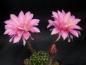 Preview: Flower of mother plant