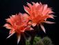 Preview: Flower of mother plant