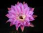 Preview: Flower of mother plant