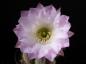 Preview: Flower of mother plant