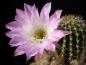 Preview: Flower of mother plant