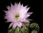 Preview: Flower of mother plant