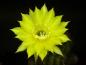 Preview: Flowers of mother plant