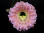 Preview: Flower of mother plant