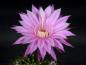 Preview: Flower of sales plant