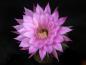 Preview: Flower of sales plant
