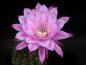 Preview: Flower of mother plant