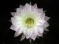 Preview: Flower of mother plant