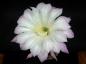 Preview: Flower of mother plant