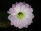 Preview: Flower of mother plant