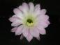 Preview: Flower of mother plant