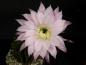 Preview: Flower of mother plant