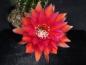 Preview: Flower of sales plant