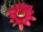Preview: Flower of sales plant