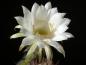 Preview: Flower of mother plant