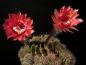 Preview: Blüte der Mutterpflanze
