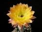 Preview: Flower of mother plant