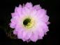 Preview: Flower of mother plant