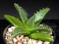 Preview: Sales plant (sample)