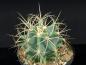 Preview: Ferocactus glaucescens