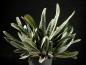 Preview: Mother plant