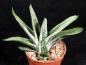 Preview: Sales plant (sample)