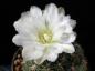 Preview: Flower of mother plant