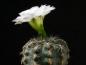 Preview: Flower of mother plant