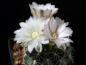 Preview: Mother plant with flowers