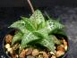 Preview: Sales plant (sample)