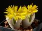 Preview: Mother plant with flower