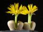Preview: Mother plant with flowers