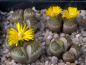 Preview: Plant with flower