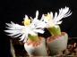 Preview: Mother plant with bud