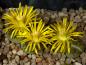Preview: Plants with flowers