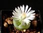 Preview: Plant with flower