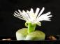 Preview: Mother plant with flower