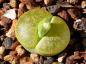 Preview: Mother plant with bud